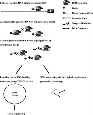 Purification and Identification of miRNA Target Sites in Genome Using DNA Affinity Precipitation